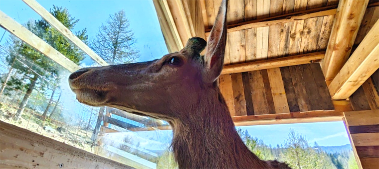 bambi-website-1